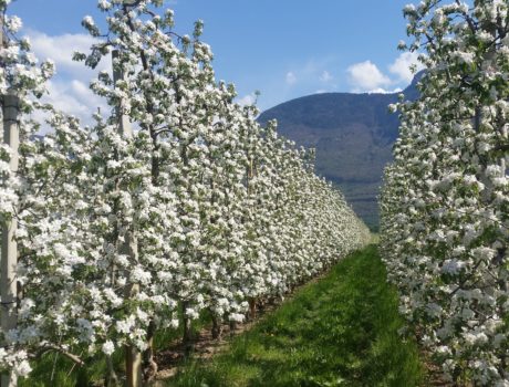 Apfelblüte